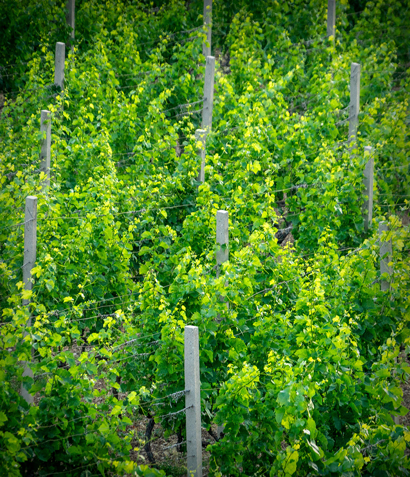 Žilavka u vinskoj čaši na stolu